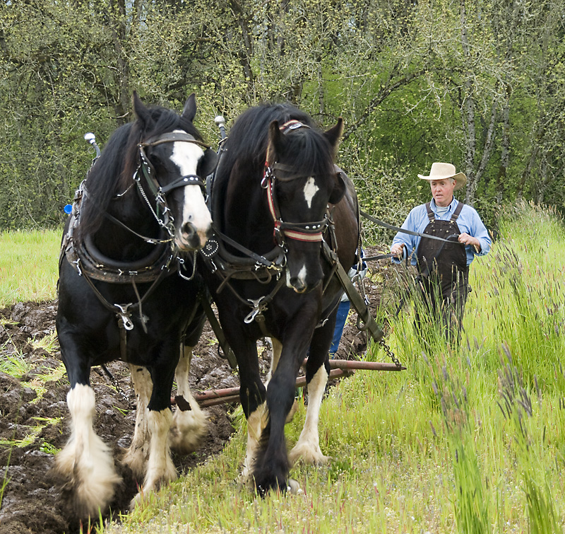 Plow-011A.jpg - Holding the reins